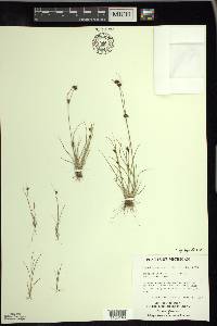 Rhynchospora capitellata image