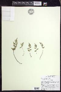 Cryptogramma stelleri image