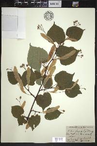 Tilia cordata image