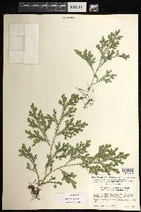 Selaginella sertata image