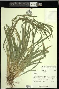 Carex kraliana image