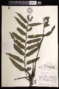 Asplenium feei image