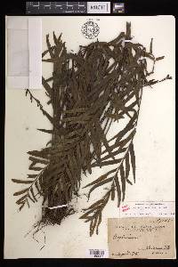 Asplenium kaulfussii image