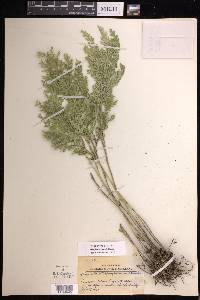 Selaginella harrisii image