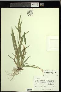 Carex kraliana image