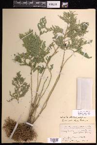 Selaginella harrisii image