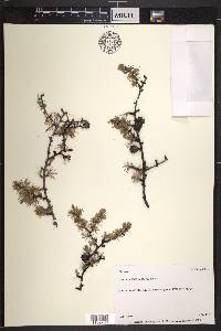 Larix laricina image