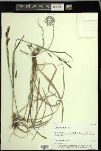 Carex spectabilis image