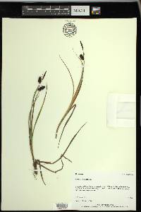 Carex saxatilis image