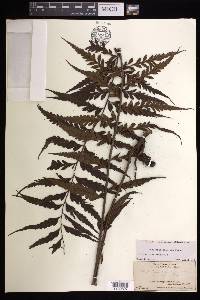 Asplenium polyodon image