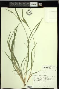 Carex kraliana image