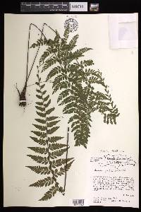 Asplenium flabellulatum image