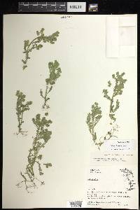 Selaginella sertata image