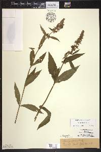 Stachys hispida image