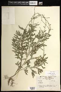 Selaginella sertata image