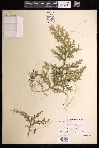 Selaginella krugii image