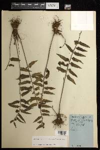 Asplenium hastatum image