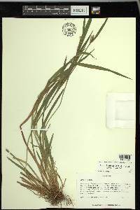 Carex kraliana image