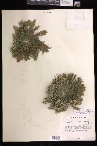 Selaginella nothohybrida image