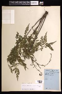 Asplenium flabellulatum image