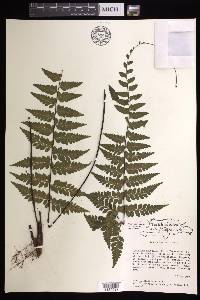 Asplenium radicans image