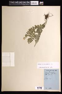 Asplenium pteropus image