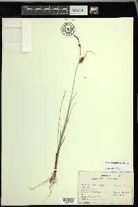 Carex rotundata image