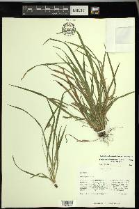 Carex cumberlandensis image