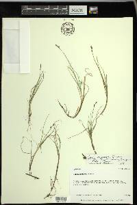 Carex glareosa image