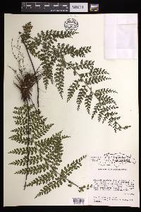 Asplenium flabellulatum image