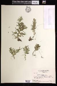 Selaginella producta image