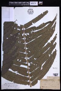 Menisciopsis cyatheoides image