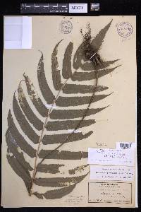 Menisciopsis cyatheoides image