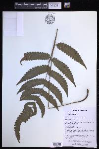 Mesophlebion crassifolium image