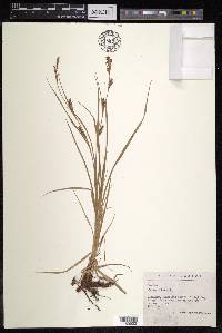 Carex hirta image