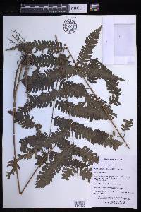 Pteridrys syrmatica image