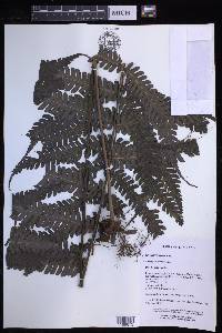 Pteridrys australis image