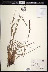 Carex elata image
