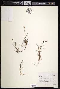 Carex nigra subsp. nigra image