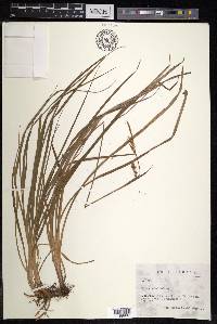 Carex panicea image