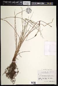 Carex nigra image