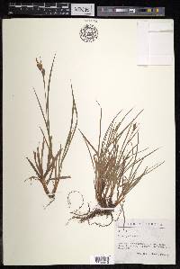 Carex pallescens image