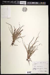 Carex pilulifera image