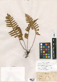 Polypodium guttatum image