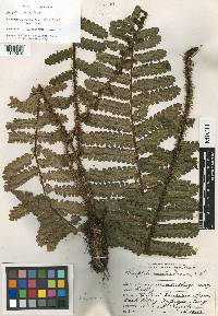 Cyathea ursina image