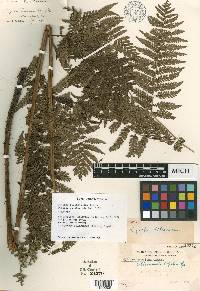 Cyathea fuliginosa image