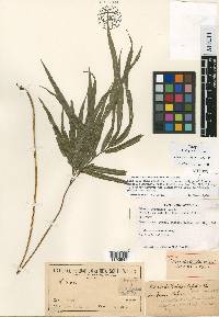 Pteris deltoidea image