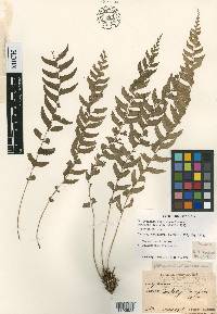 Polystichum formosanum image