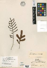 Lecanopteris crustacea image