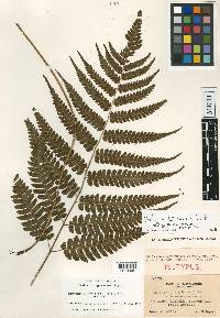 Diplazium griffithii image